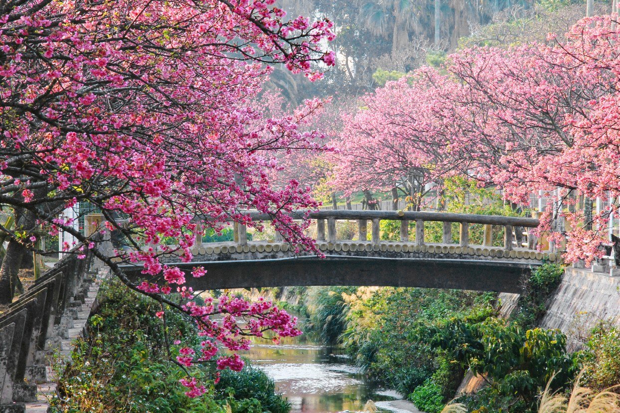A picturesque bridge surrounded by blooming cherry blossom trees | MSC Cruises A picturesque bridge surrounded by blooming cherry blossom trees | MSC Cruises