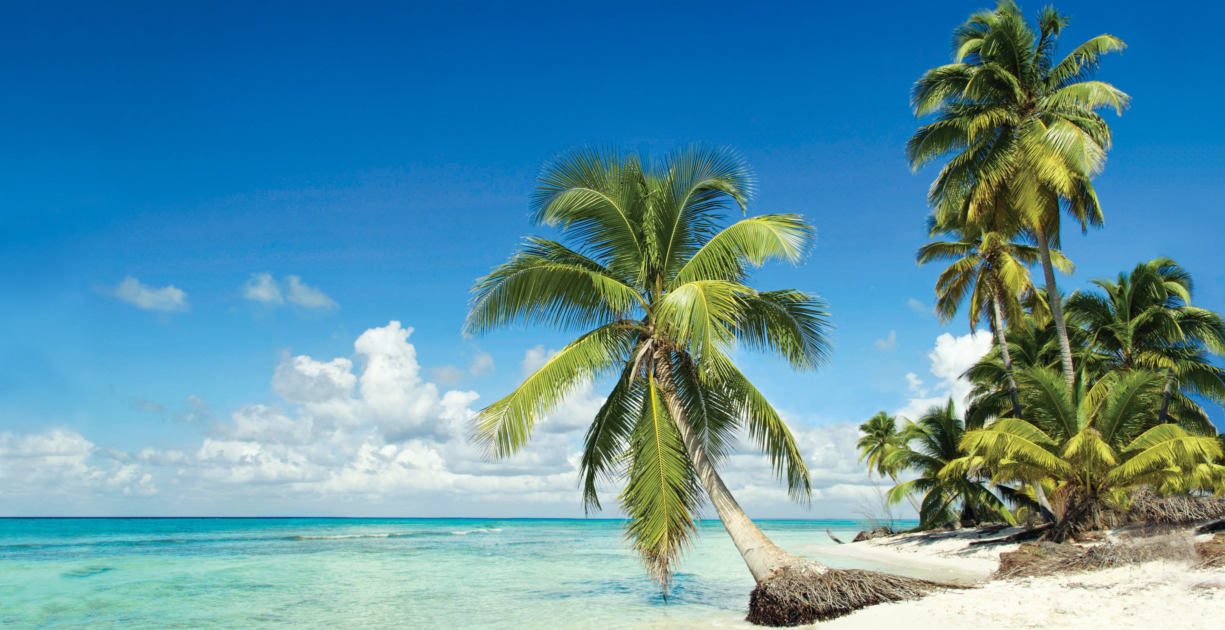 Tropical beach with leaning palm trees and turquoise waters under a clear blue sky | MSC Cruises Tropical beach with leaning palm trees and turquoise waters under a clear blue sky | MSC Cruises