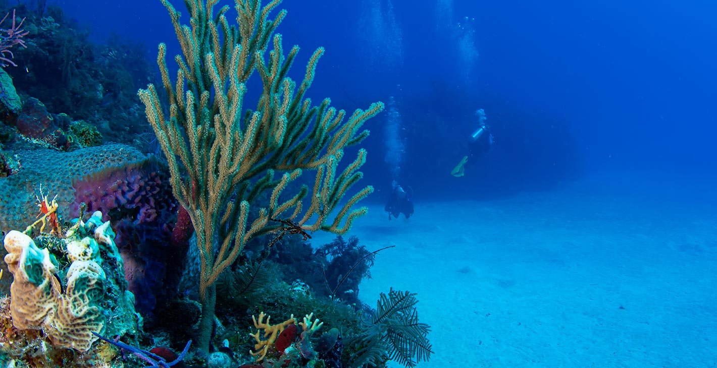 Scuba divers exploring a vibrant coral reef in clear blue waters | MSC Cruises